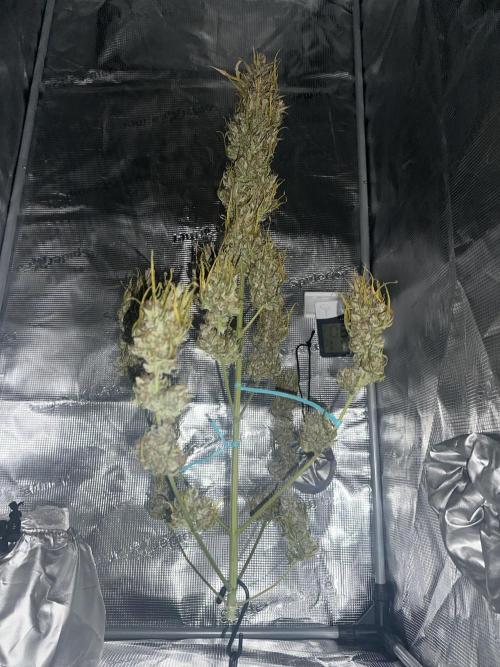 GORILLA ZKITTLEZ AUTO Tiana e Marcela. Week 12