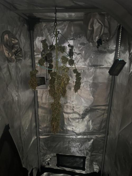 GORILLA ZKITTLEZ AUTO Tiana e Marcela. Week 12