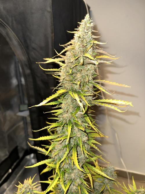 GORILLA ZKITTLEZ AUTO Tiana e Marcela. Week 12 - Last day. 72 DAYS