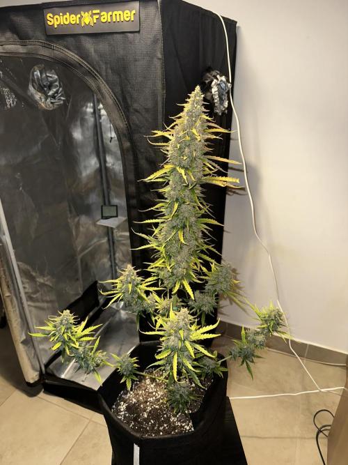 GORILLA ZKITTLEZ AUTO Tiana e Marcela. Week 12 - 72 DAYS