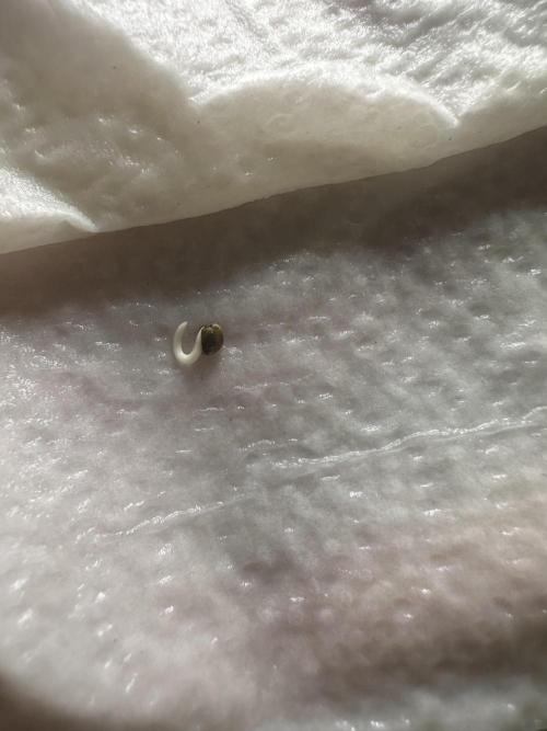 GUAVA AUTO (Blue) Maria Joana. Week 0