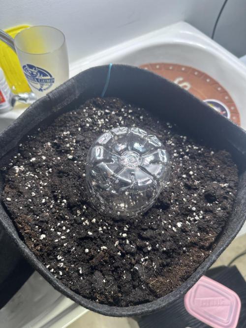 GUAVA AUTO (Blue) Maria Joana. Week 0