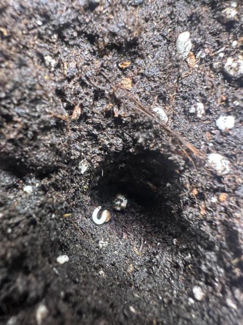 GUAVA AUTO (Blue) Maria Joana. Week 0