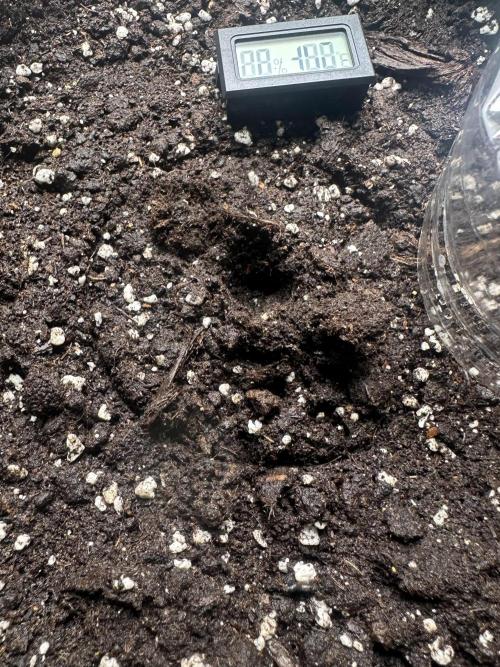 GUAVA AUTO (Outside tent) Becky. Week 0