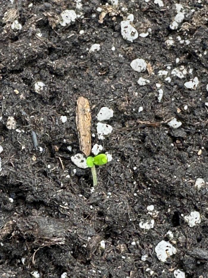 GUAVA AUTO (Outside tent) Becky. Week 1