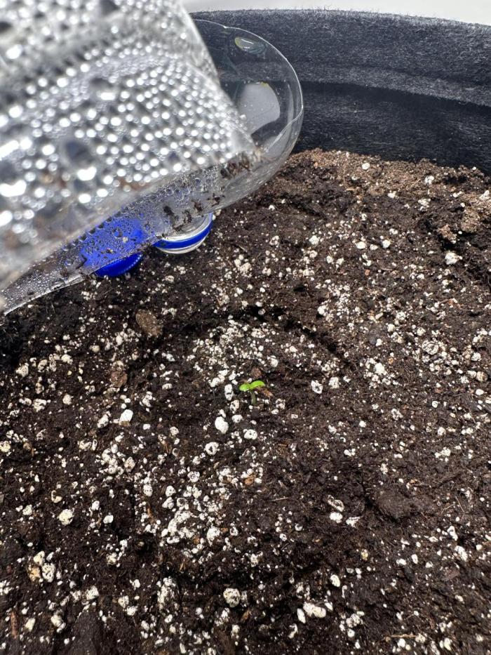 GUAVA AUTO (Blue) Maria Joana. Week 1