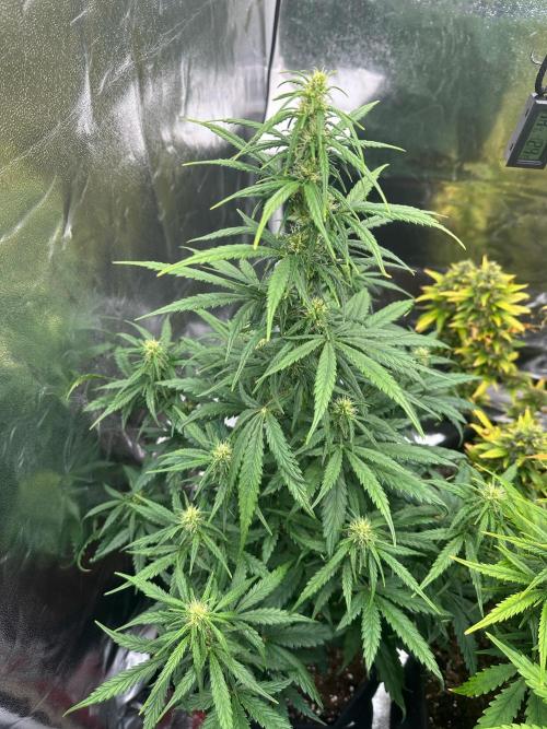 GORILLA Z (Esquerda) Priscila. Week 7