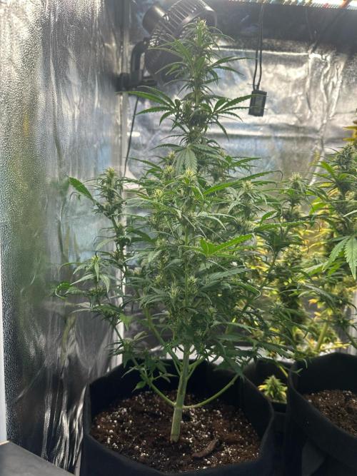 GORILLA Z (Esquerda) Priscila. Week 7