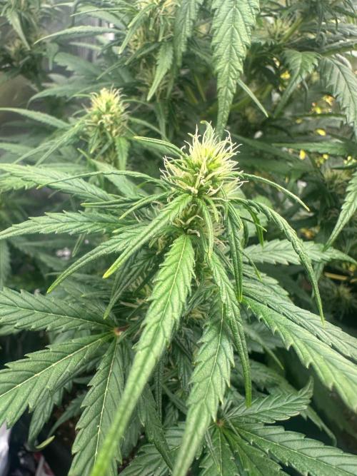 GORILLA Z (Esquerda) Priscila. Week 7