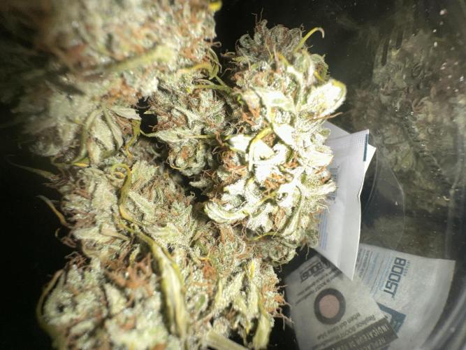 GORILLA ZKITTLEZ AUTO Tiana e Marcela. Week 13