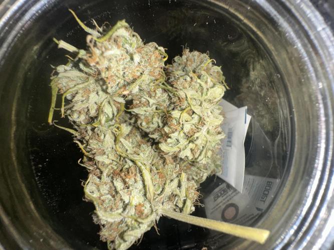 GORILLA ZKITTLEZ AUTO Tiana e Marcela. Week 13