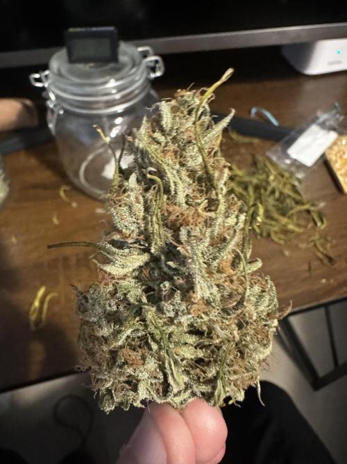 GORILLA ZKITTLEZ AUTO Tiana e Marcela. Week 13