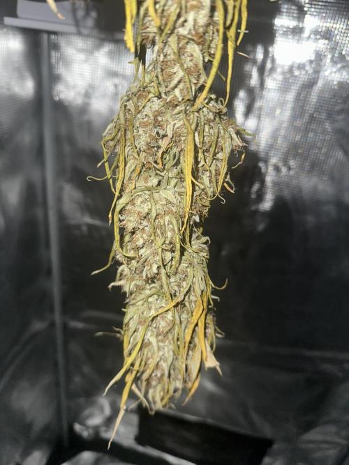 GORILLA ZKITTLEZ AUTO Tiana e Marcela. Week 13