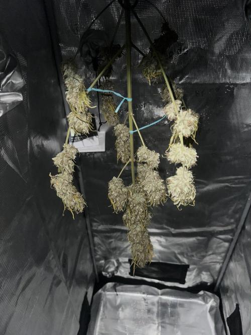 GORILLA ZKITTLEZ AUTO Tiana e Marcela. Week 13