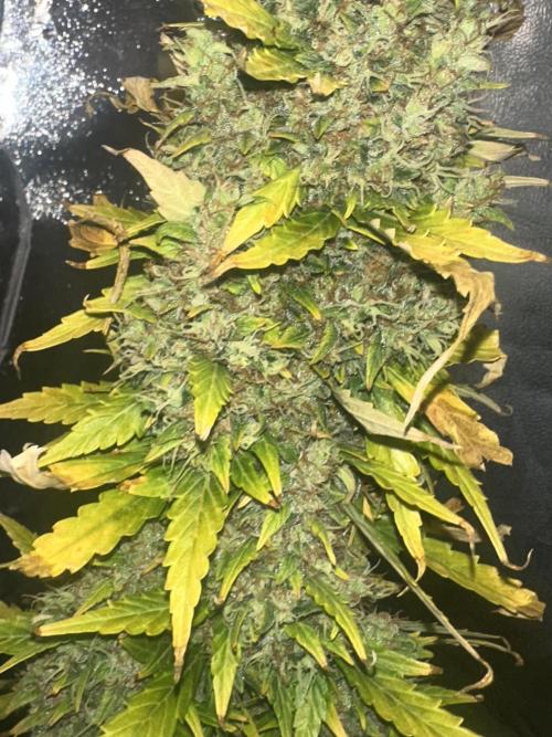 GORILLA ZKITTLEZ AUTO Tiana e Marcela. Week 13