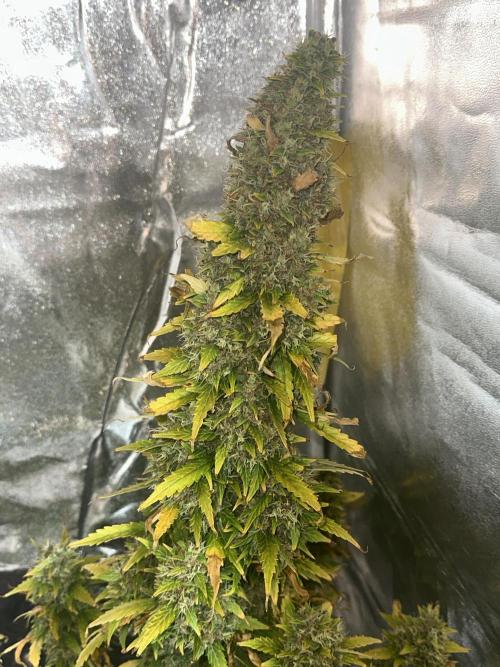 GORILLA ZKITTLEZ AUTO Tiana e Marcela. Week 13