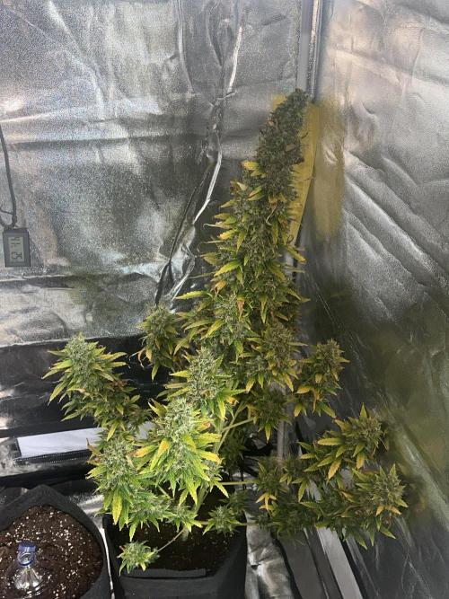 GORILLA ZKITTLEZ AUTO Tiana e Marcela. Week 13