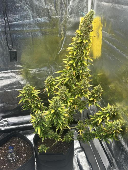 GORILLA ZKITTLEZ AUTO Tiana e Marcela. Week 13