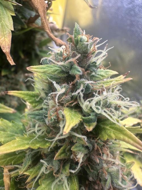 GORILLA ZKITTLEZ AUTO Tiana e Marcela. Week 13