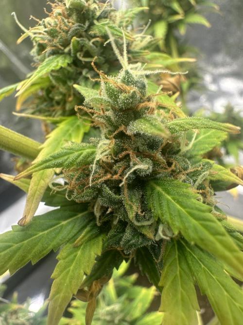 GORILLA ZKITTLEZ AUTO Tiana e Marcela. Week 13