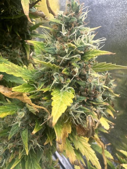 GORILLA ZKITTLEZ AUTO Tiana e Marcela. Week 13