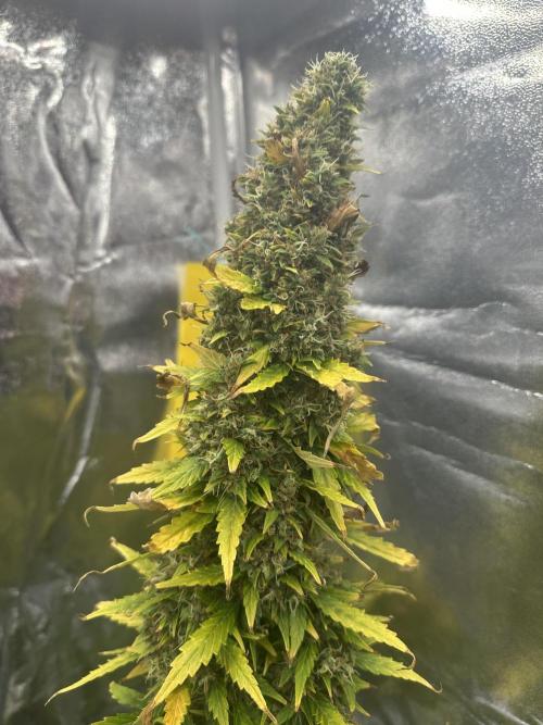 GORILLA ZKITTLEZ AUTO Tiana e Marcela. Week 13