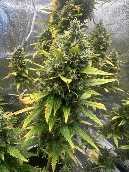 GORILLA ZKITTLEZ AUTO Tiana e Marcela. Week 13