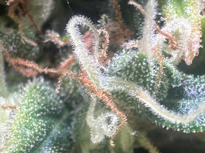 GORILLA ZKITTLEZ AUTO Tiana e Marcela. Week 13