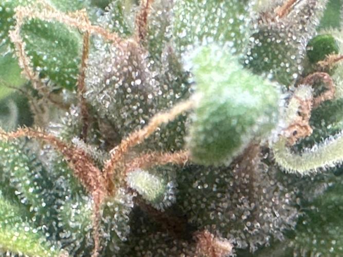 GORILLA ZKITTLEZ AUTO Tiana e Marcela. Week 13