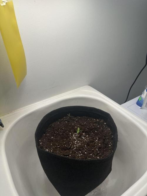 GUAVA AUTO (Outside tent) Becky. Week 1 - DAY 7#