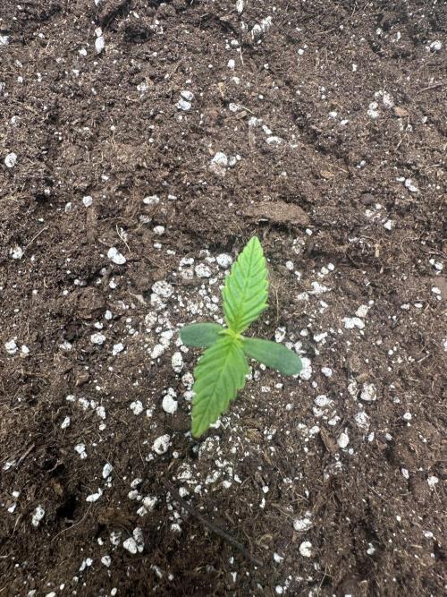 GUAVA AUTO (Outside tent) Becky. Week 1 - DAY 7#