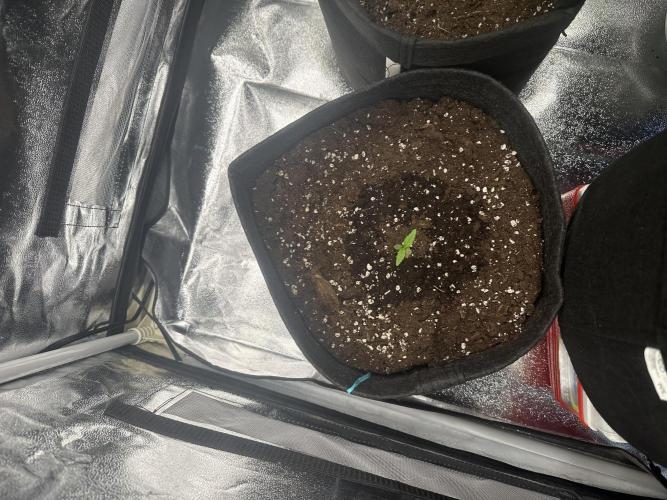 GUAVA AUTO (Blue) Maria Joana. Week 1 - DAY 7#