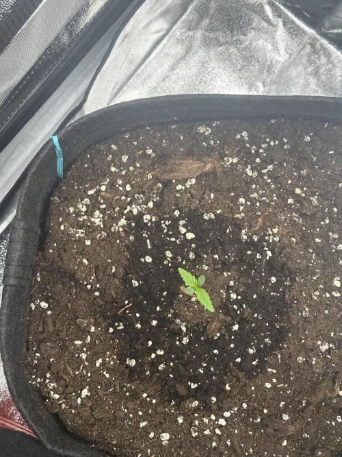 GUAVA AUTO (Blue) Maria Joana. Week 1 - DAY 7#