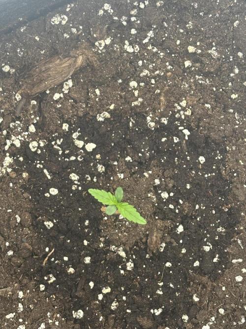 GUAVA AUTO (Blue) Maria Joana. Week 1 - DAY 7#