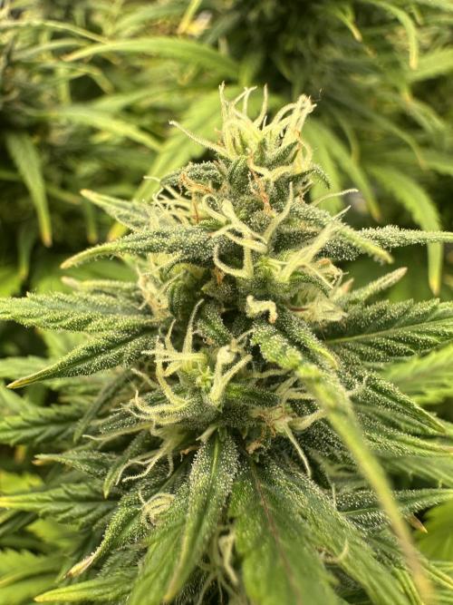 GORILLA Z (Direita) Yolanda. Week 8