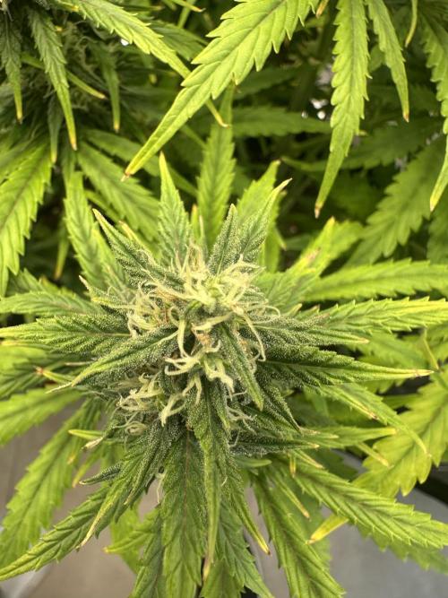 GORILLA Z (Direita) Yolanda. Week 8