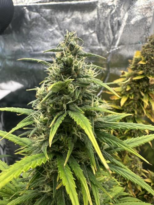 GORILLA Z (Direita) Yolanda. Week 8