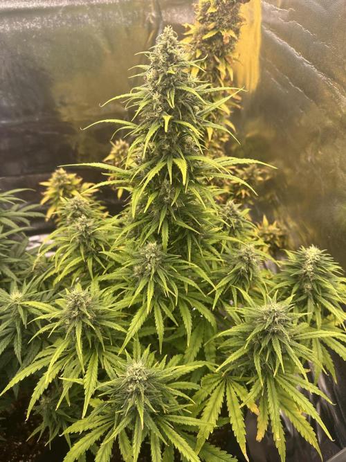 GORILLA Z (Direita) Yolanda. Week 8