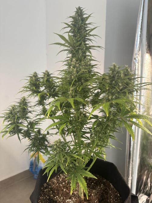 GORILLA Z (Direita) Yolanda. Week 8