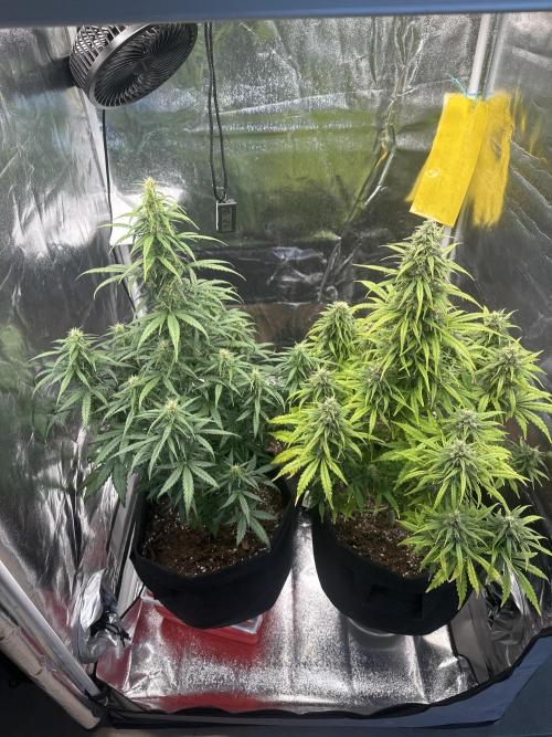 GORILLA Z (Esquerda) Priscila. Week 8 - The left one. 