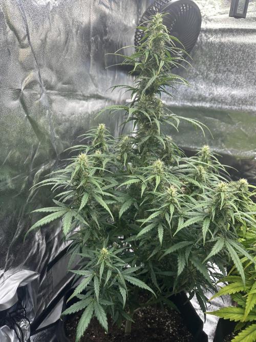 GORILLA Z (Esquerda) Priscila. Week 8
