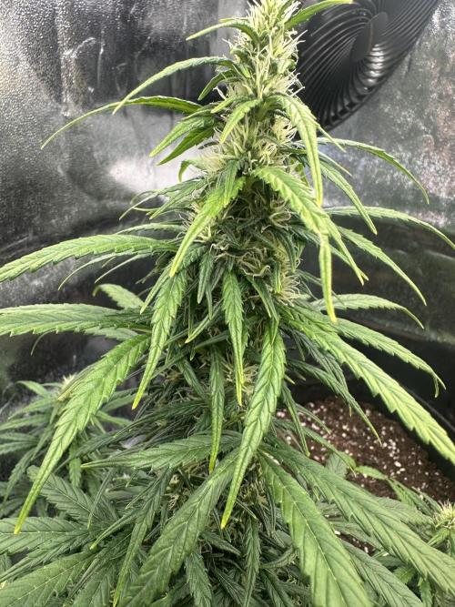 GORILLA Z (Esquerda) Priscila. Week 8