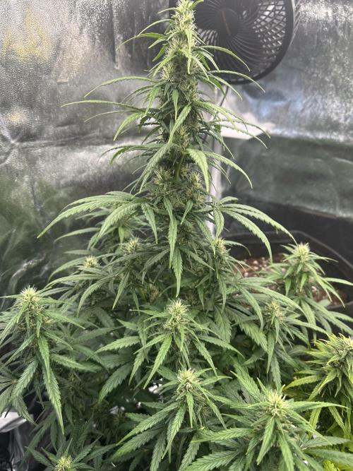 GORILLA Z (Esquerda) Priscila. Week 8