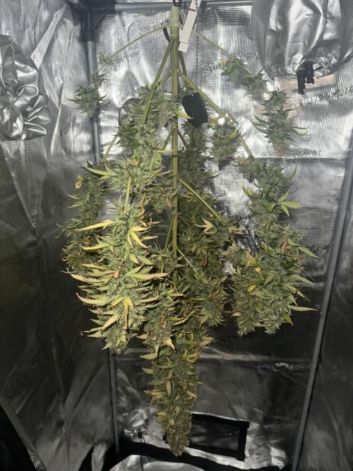 GORILLA ZKITTLEZ AUTO Tiana e Marcela. Week 14