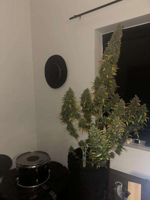 GORILLA ZKITTLEZ AUTO Tiana e Marcela. Week 14