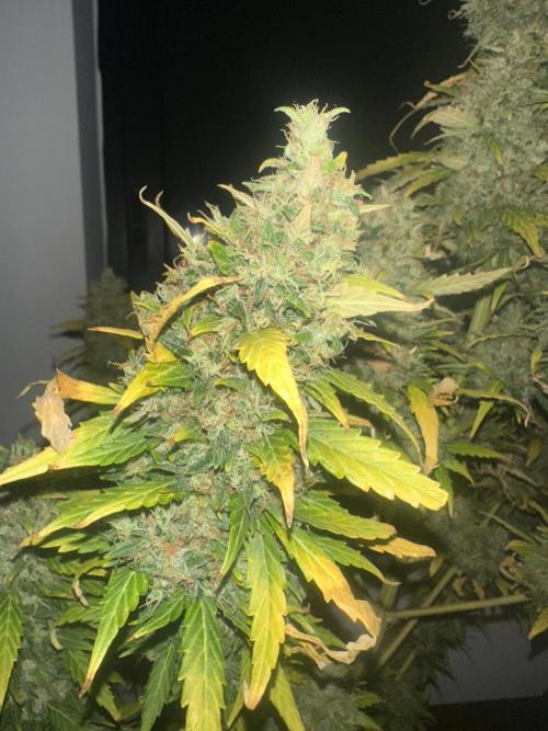 GORILLA ZKITTLEZ AUTO Tiana e Marcela. Week 14