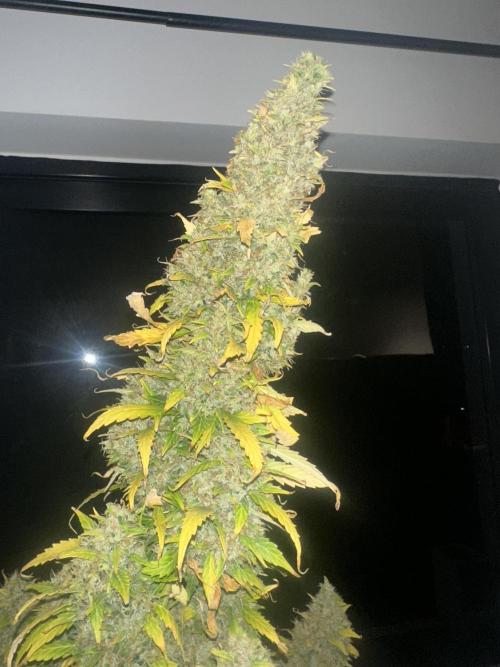 GORILLA ZKITTLEZ AUTO Tiana e Marcela. Week 14