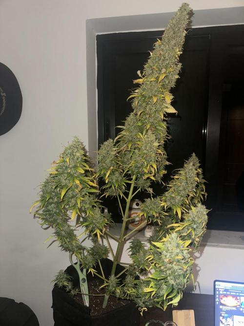 GORILLA ZKITTLEZ AUTO Tiana e Marcela. Week 14