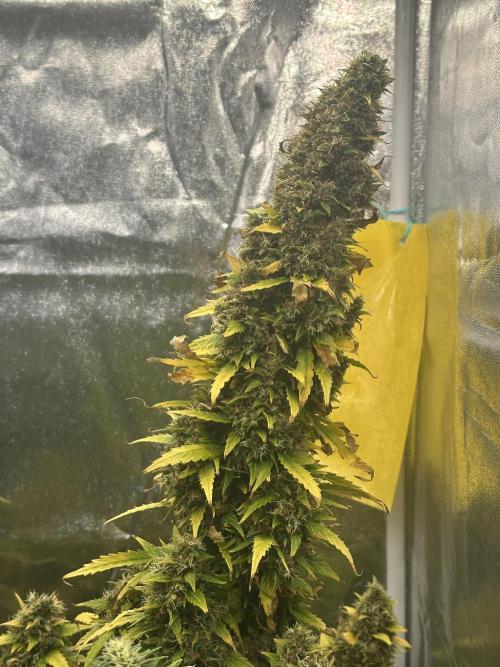 GORILLA ZKITTLEZ AUTO Tiana e Marcela. Week 14