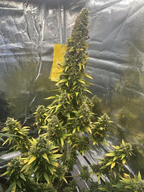 GORILLA ZKITTLEZ AUTO Tiana e Marcela. Week 14